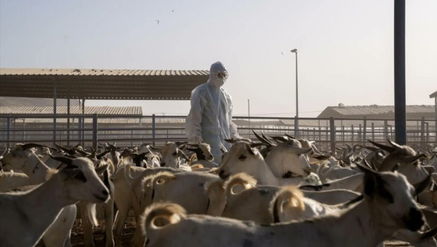 “وقاء” يكشف على أكثر من مليون رأس من الماشية ويدعم موسم حج 1446هـ بإجراءات رقابية ووقائية شاملة