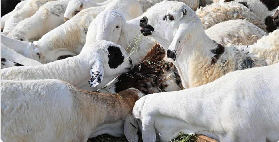 أسواق المواشي في جازان .. حركة نشطة وطلب متزايد وارتفاع نسبي في الأسعار