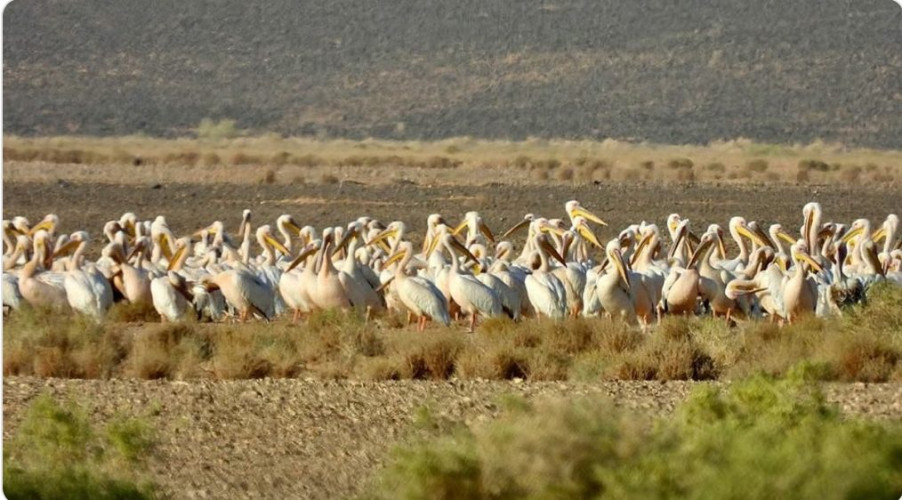 أكثر من 300 بجعة بيضاء تحطّ في محمية الملك سلمان ضمن هجرة الخريف 2025