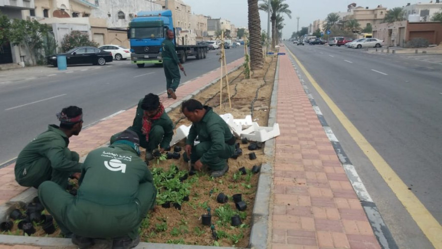 بلدية القطيف: إدارة الحدائق تنتهي من زراعة شارع الحسين بن علي في تاروت