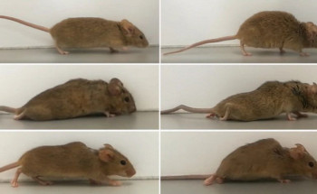 “فأر مشلول” يعيد الأمل لملايين البشر