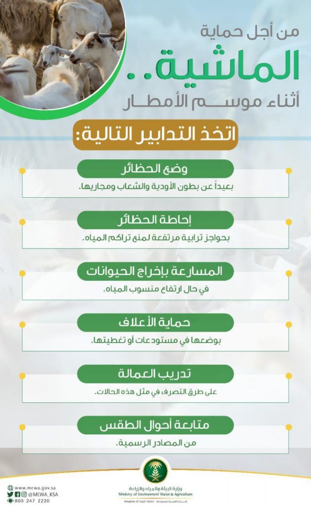“البيئة” تدعو مربي الماشية لأخذ الحيطة والحذر لحماية مواشيهم أثناء مواسم الأمطار “البيئة” تدعو مربي الماشية لأخذ الحيطة والحذر لحماية مواشيهم أثناء مواسم الأمطار