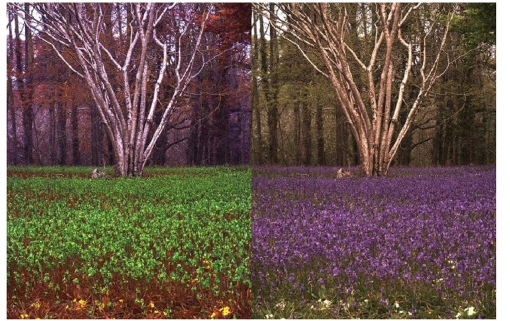 إنك لا ترى ما أراه