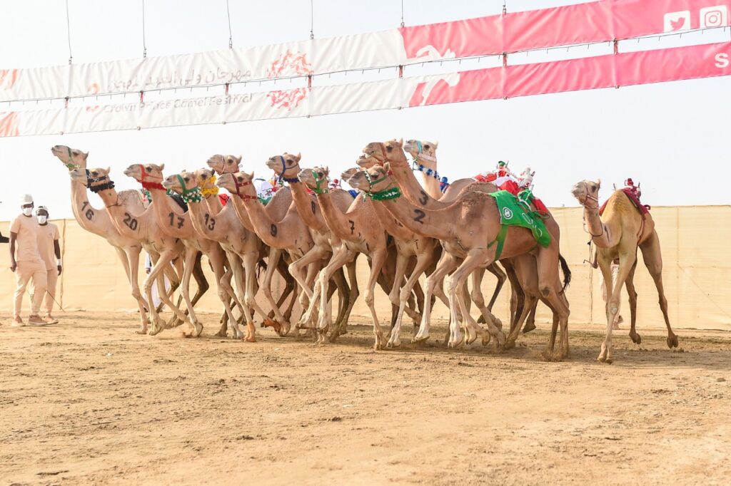في صباح ثامن أيام مهرجان ولي العهد للهجن3.. هجن مكة المكرمة تسيطر على منافسات ميدان الطائف