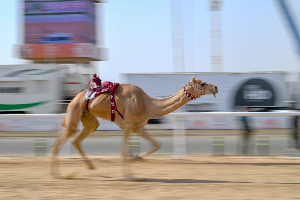 بمهرجان ولي العهد للهجن3 في يومه العاشر.. “قوقل” و”جمايل” يخطفان نوماس “الصباحية” للثنايا