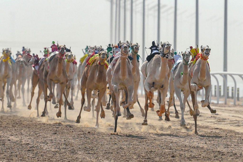انطلاق منافسات المرحلة النهائية من مهرجان ولي العهد للهجن