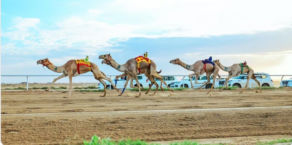 السعوديون يسيطرون على كؤوس مهرجان ولي العهد السعوديون يسيطرون على كؤوس مهرجان ولي العهد