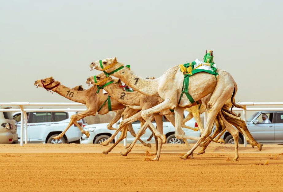 غداً.. ختام مهرجان خادم الحرمين للهجن 2026 بجوائز تتجاوز 15 مليون ريال